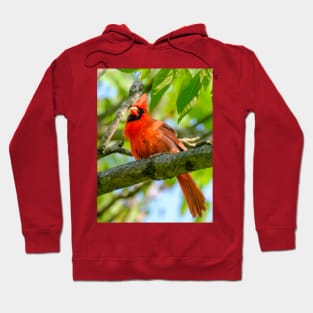 Cheeky Cardinal Photograph Hoodie